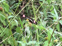 Heliconius besckei