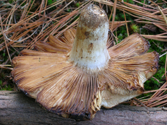 Russula crustosa