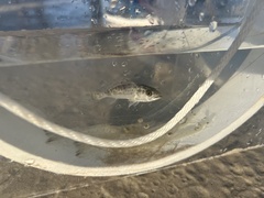 Cynoscion nebulosus