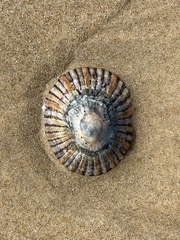 Cellana tramoserica