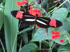 Heliconius besckei