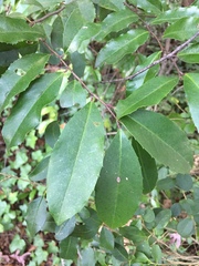 Photinia serratifolia