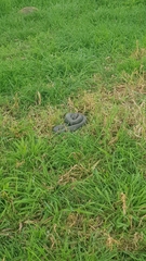 Pseudechis porphyriacus