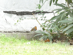 Erithacus rubecula