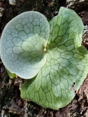 Platycerium superbum