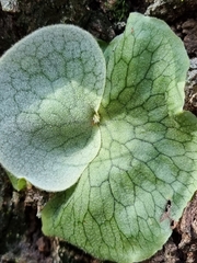 Platycerium superbum