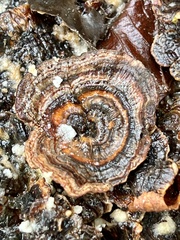 Stereum subtomentosum