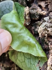 Platycerium superbum