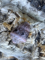 Conus coronatus