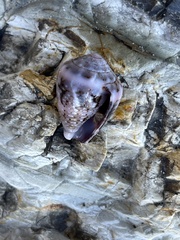 Conus coronatus