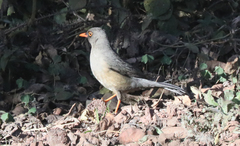 Turdus abyssinicus