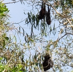 Pteropus alecto