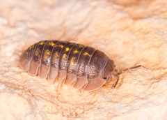Armadillidium granulatum