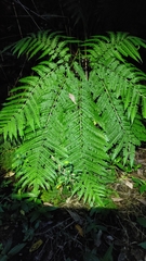 Pteris wallichiana