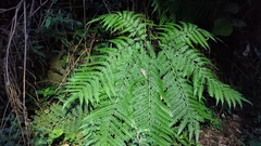 Pteris wallichiana