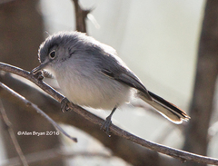 Polioptila nigriceps