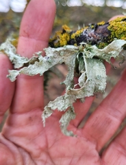 Ramalina fraxinea