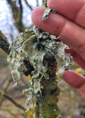 Ramalina fraxinea