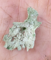 Ramalina fraxinea
