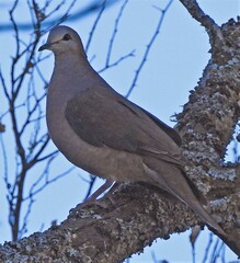 Leptotila megalura
