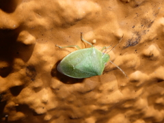 Heteroptera