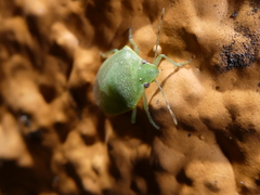 Heteroptera