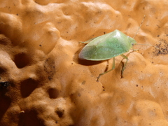 Heteroptera