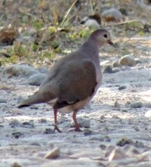 Leptotila megalura