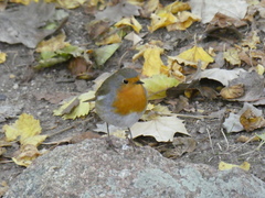 Erithacus rubecula