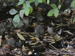 Rattus rattus