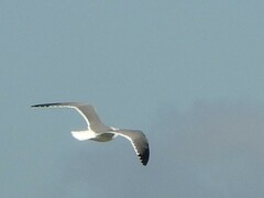 Leucophaeus atricilla