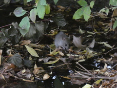 Rattus rattus