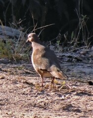 Leptotila megalura