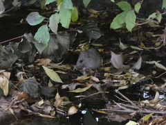 Rattus rattus