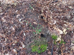 Ceanothus thyrsiflorus