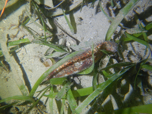 Actinopyga capillata