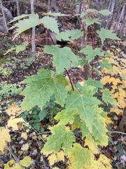 Acer rubrum