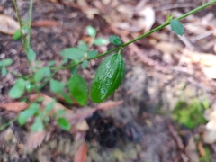Ceanothus thyrsiflorus