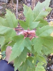 Acer rubrum