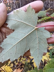 Acer rubrum