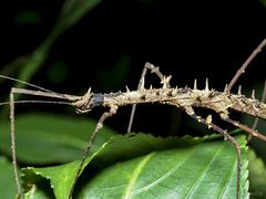 Stheneboea repudiosa