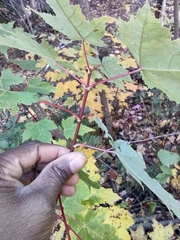 Acer rubrum