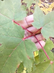 Acer rubrum