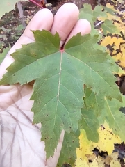 Acer rubrum