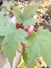 Acer rubrum
