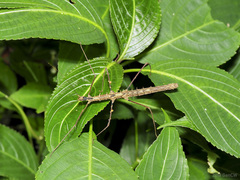 Stheneboea repudiosa