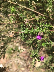 Prostanthera decussata