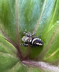 Opisthoncus quadratarius