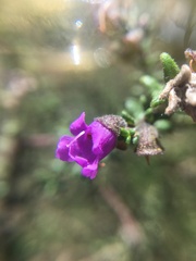 Prostanthera decussata