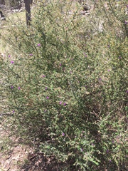 Prostanthera decussata